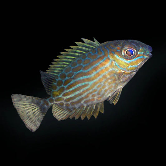 Biota Golden Lined Rabbitfish