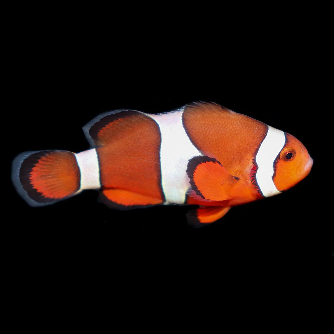 Biota Orange Ocellaris Clownfish