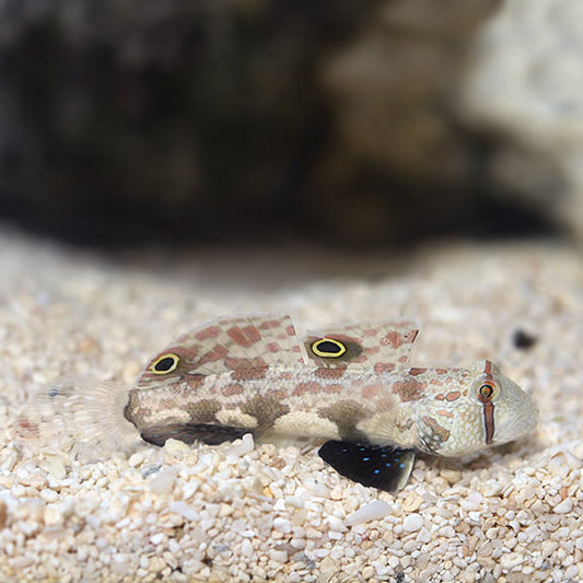Two-Spot Goby