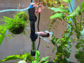 Betta Fish