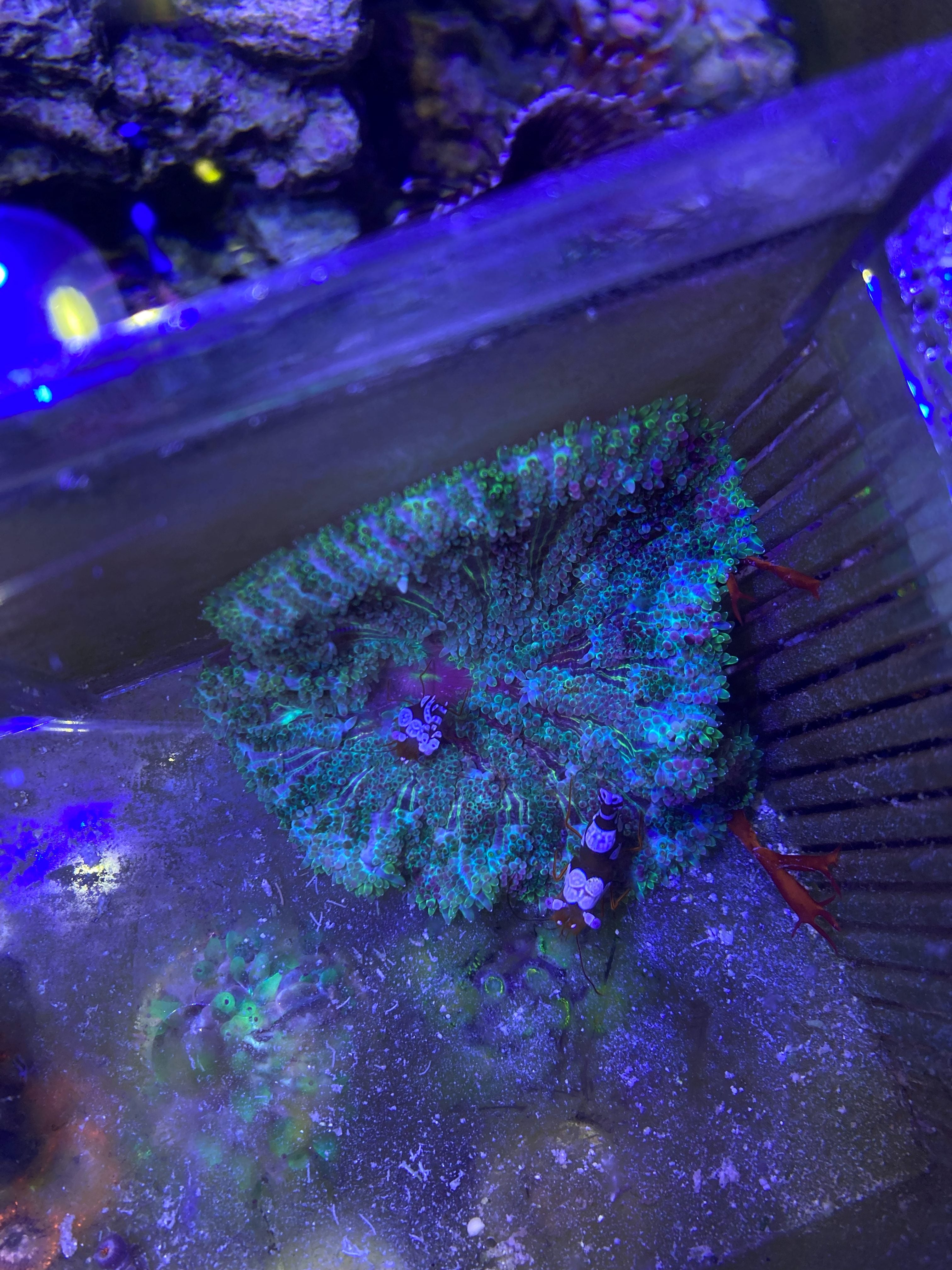 Green Chalice Coral