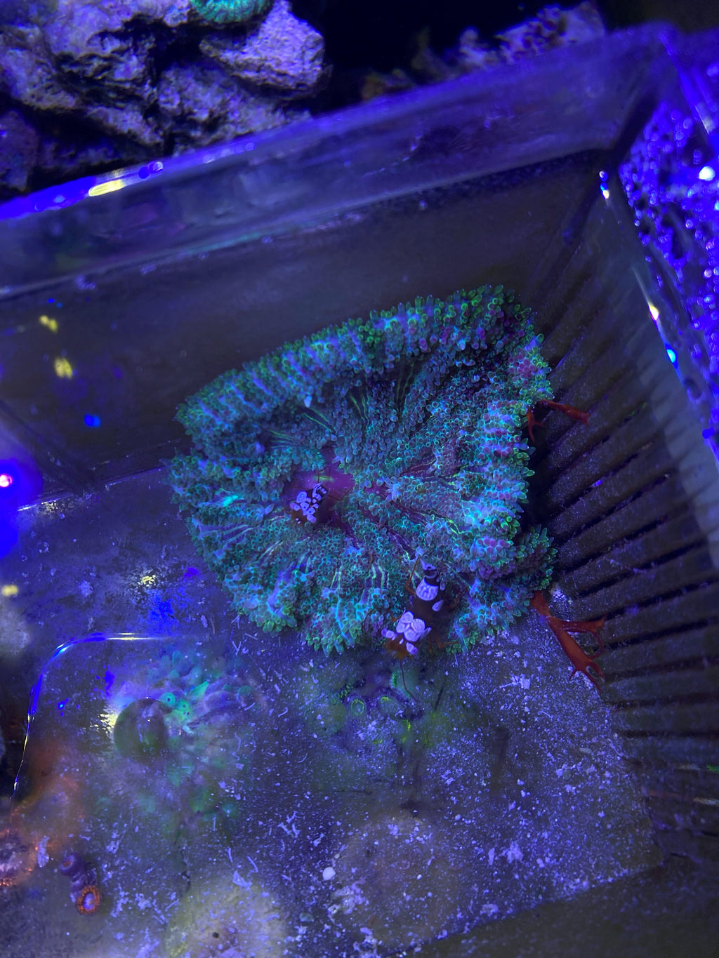 Green Chalice Coral