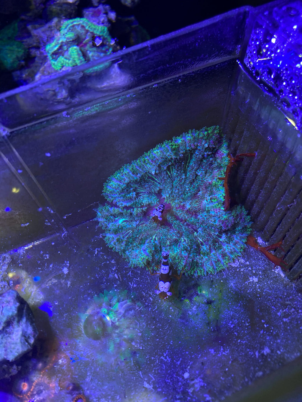 Green Chalice Coral