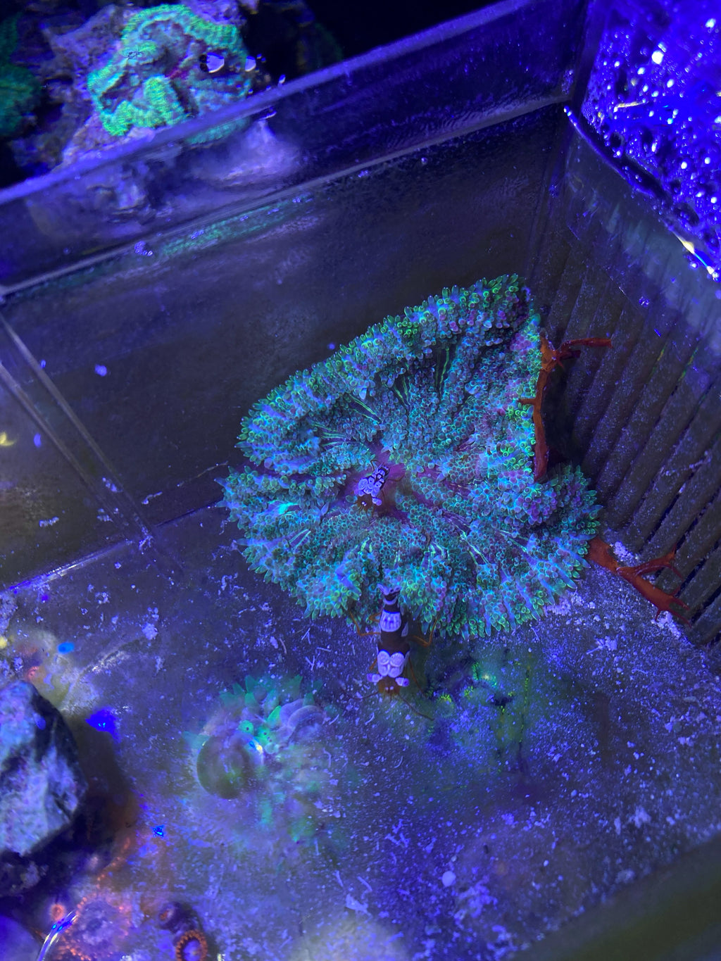 Green Chalice Coral