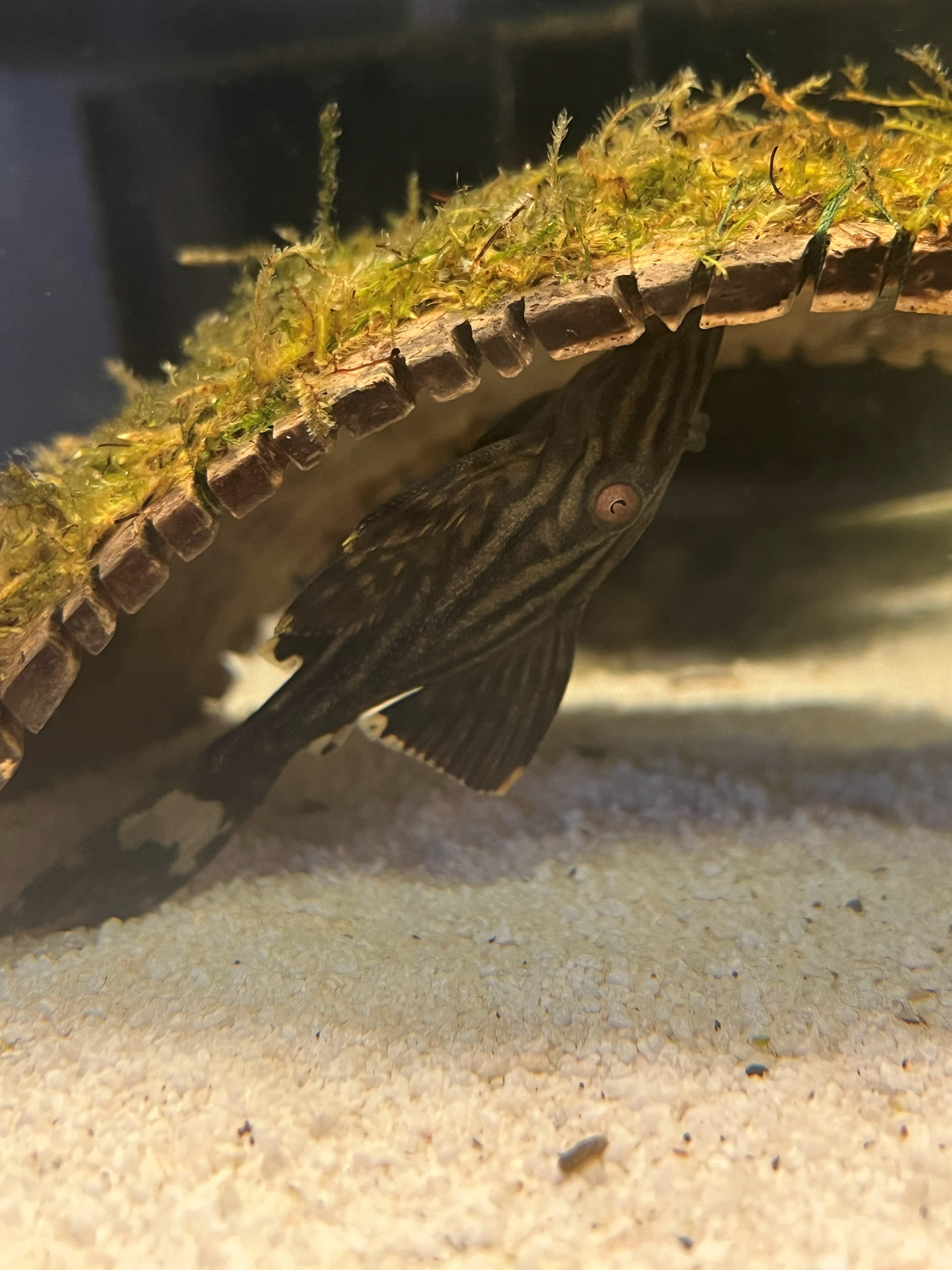 Candy Striped Pleco L015 (Peckoltia vittata)