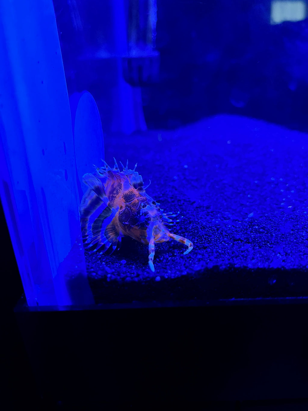 Hairy Hermit Crab