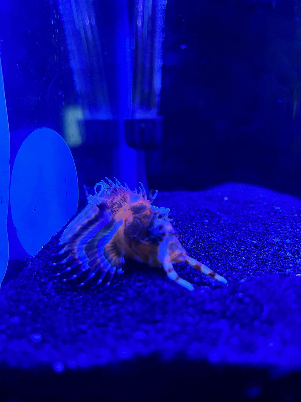 Hairy Hermit Crab