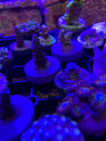 Acropora Frag