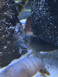 White Specter Crayfish
