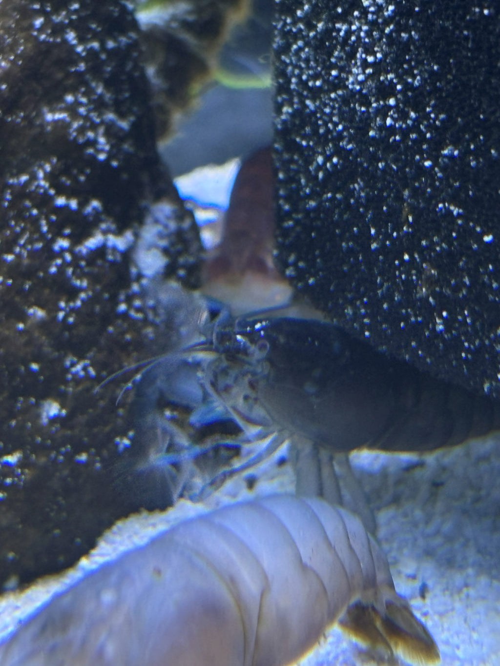 White Specter Crayfish