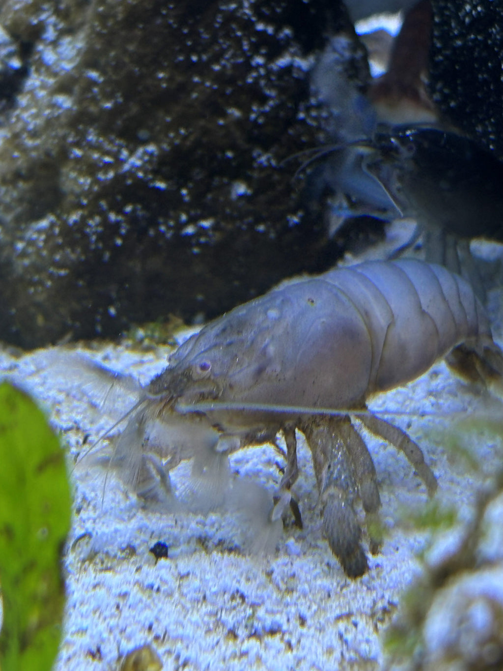 White Specter Crayfish