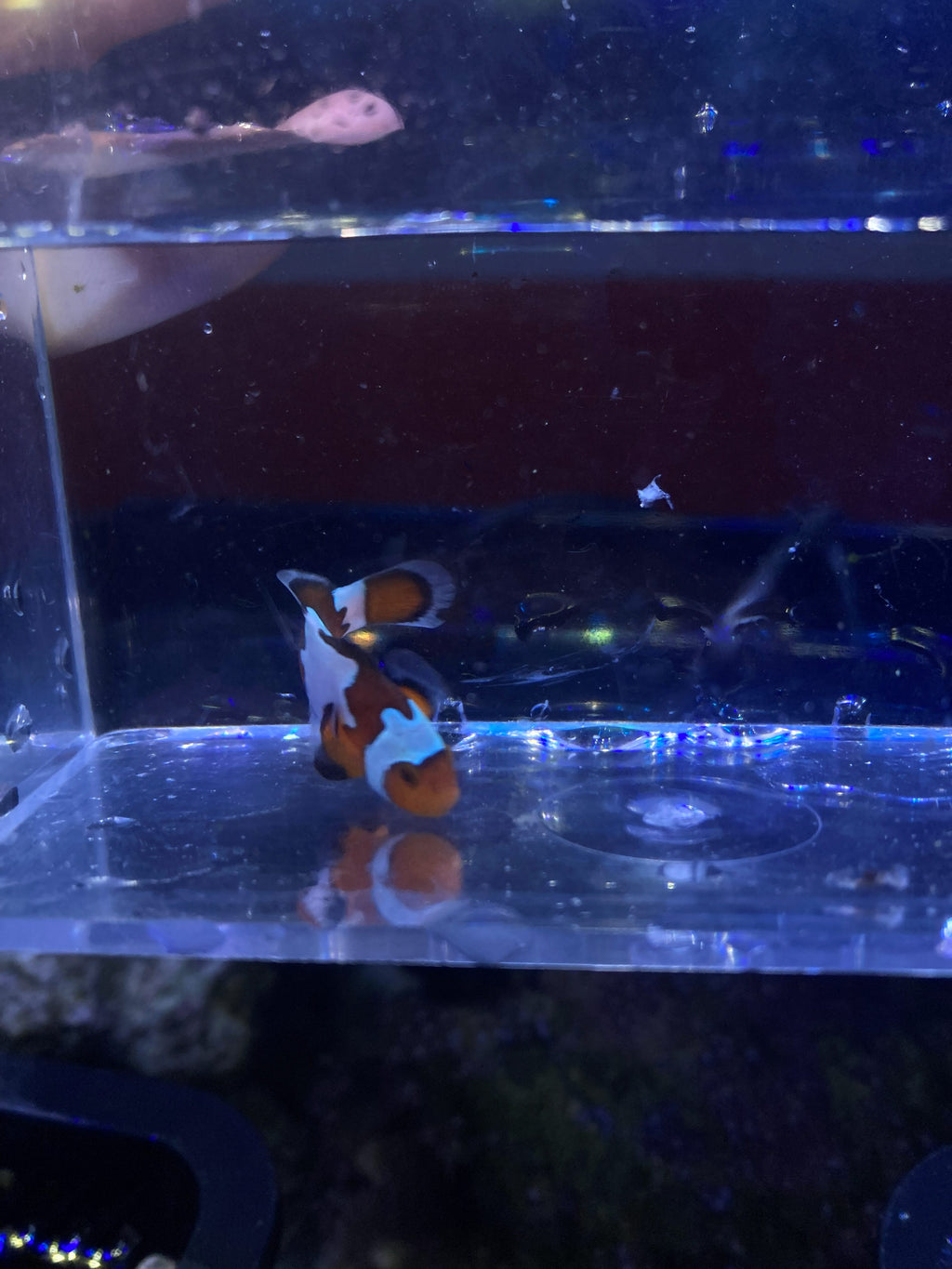 Ocellaris Clownfish