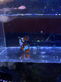 Ocellaris Clownfish