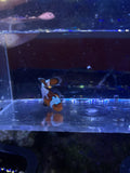 Ocellaris Clownfish (Amphiprion ocellaris)