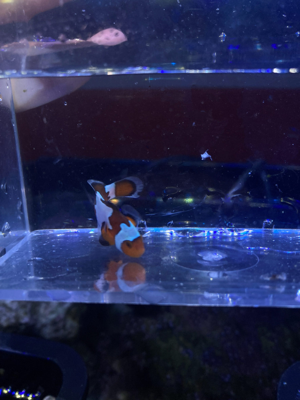 Ocellaris Clownfish (Amphiprion ocellaris)