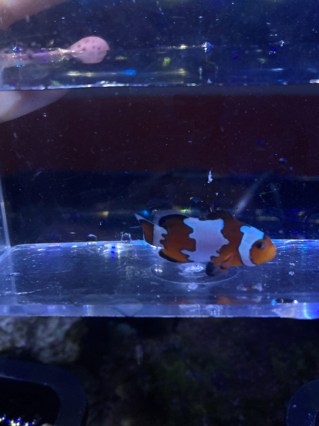 Ocellaris Clownfish