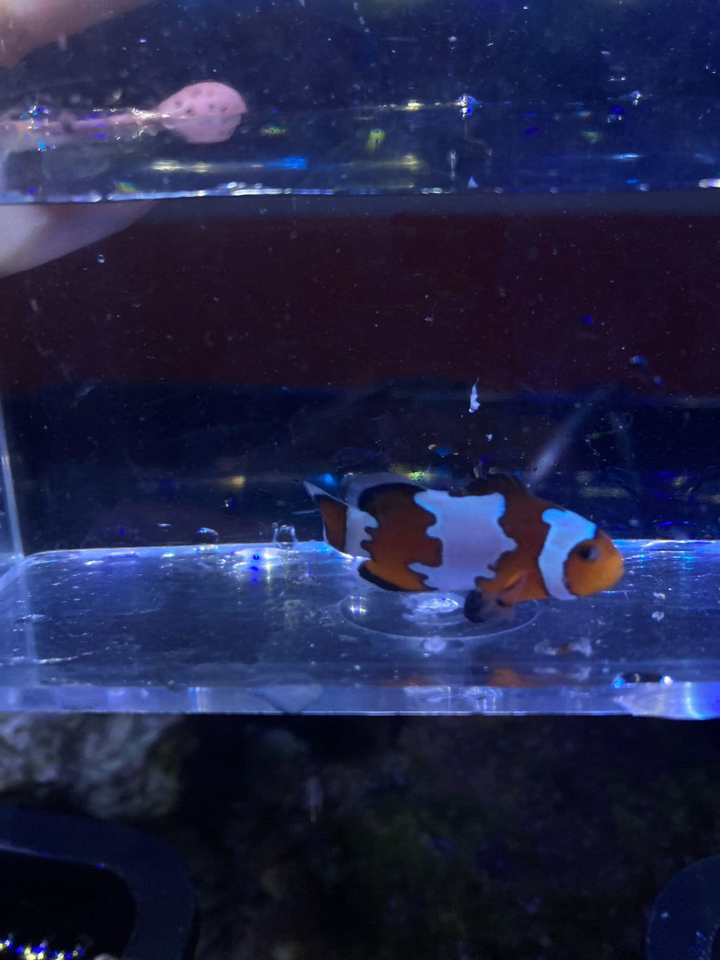 Ocellaris Clownfish (Amphiprion ocellaris)