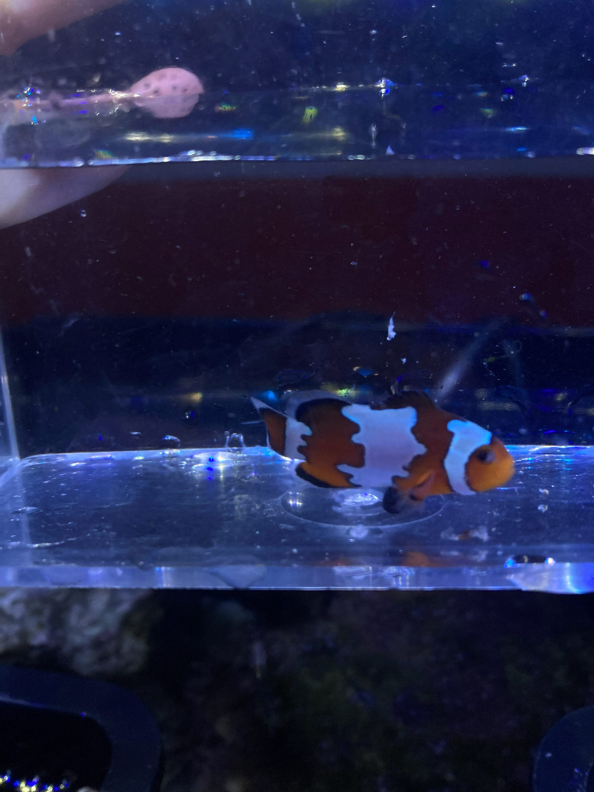 Ocellaris Clownfish (Amphiprion ocellaris)