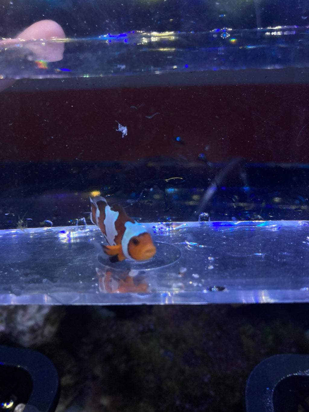Ocellaris Clownfish