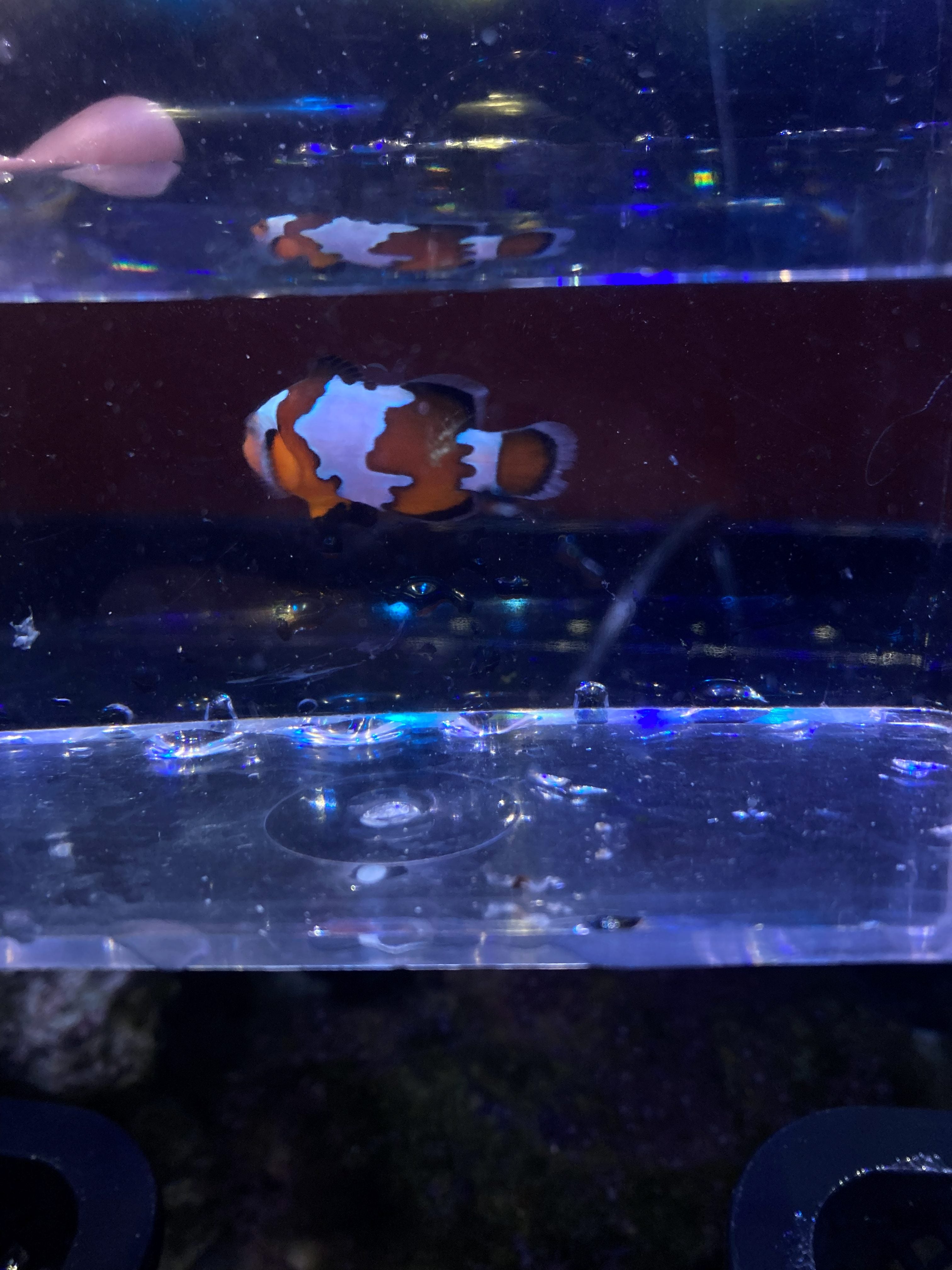Ocellaris Clownfish