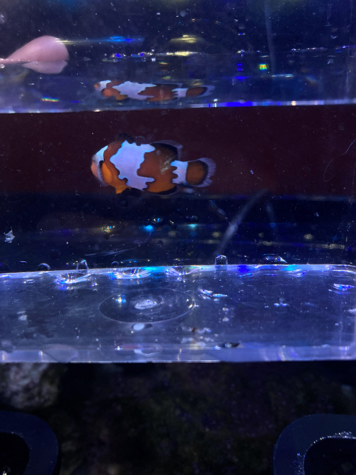 Ocellaris Clownfish (Amphiprion ocellaris)