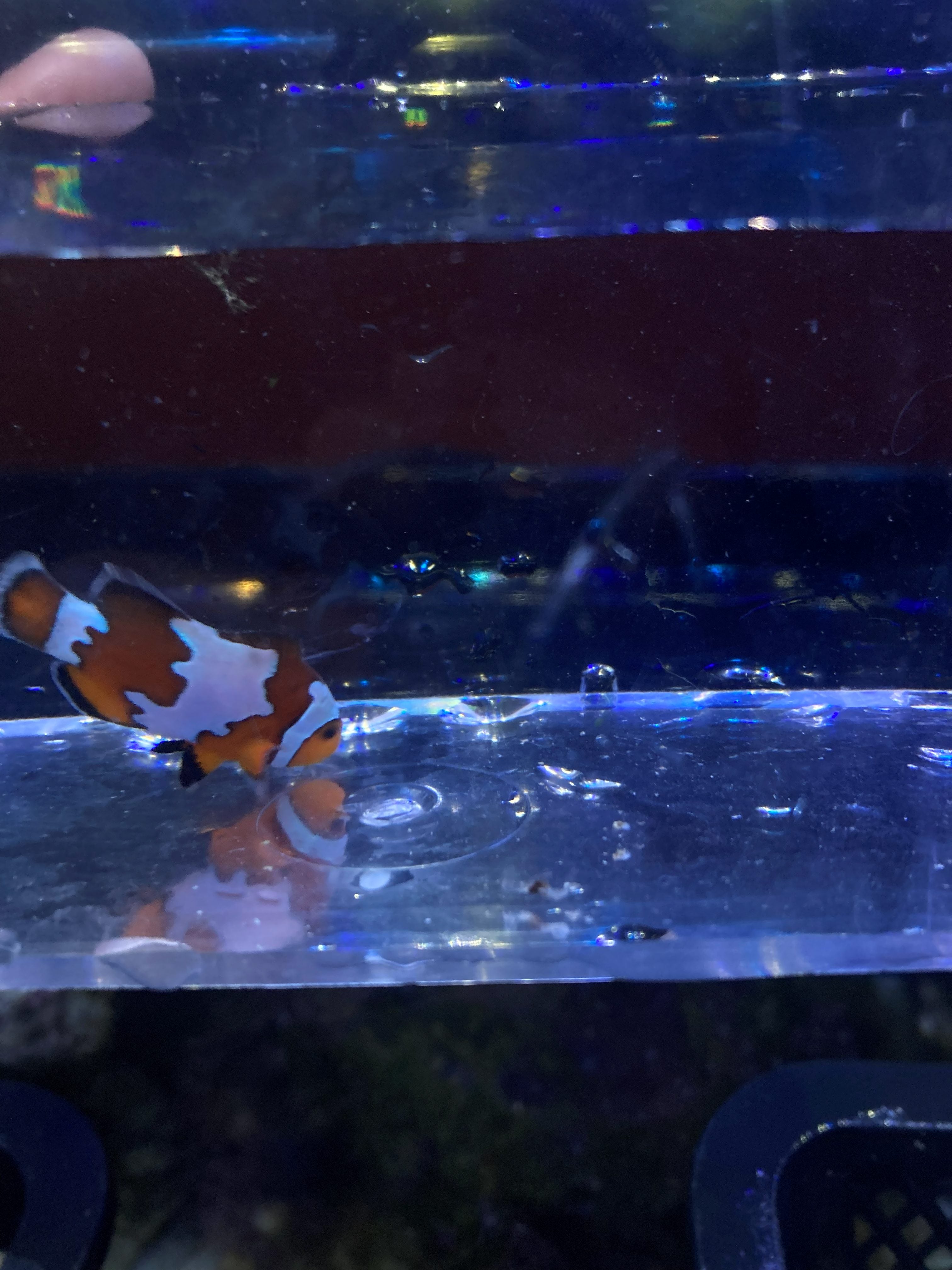 Ocellaris Clownfish