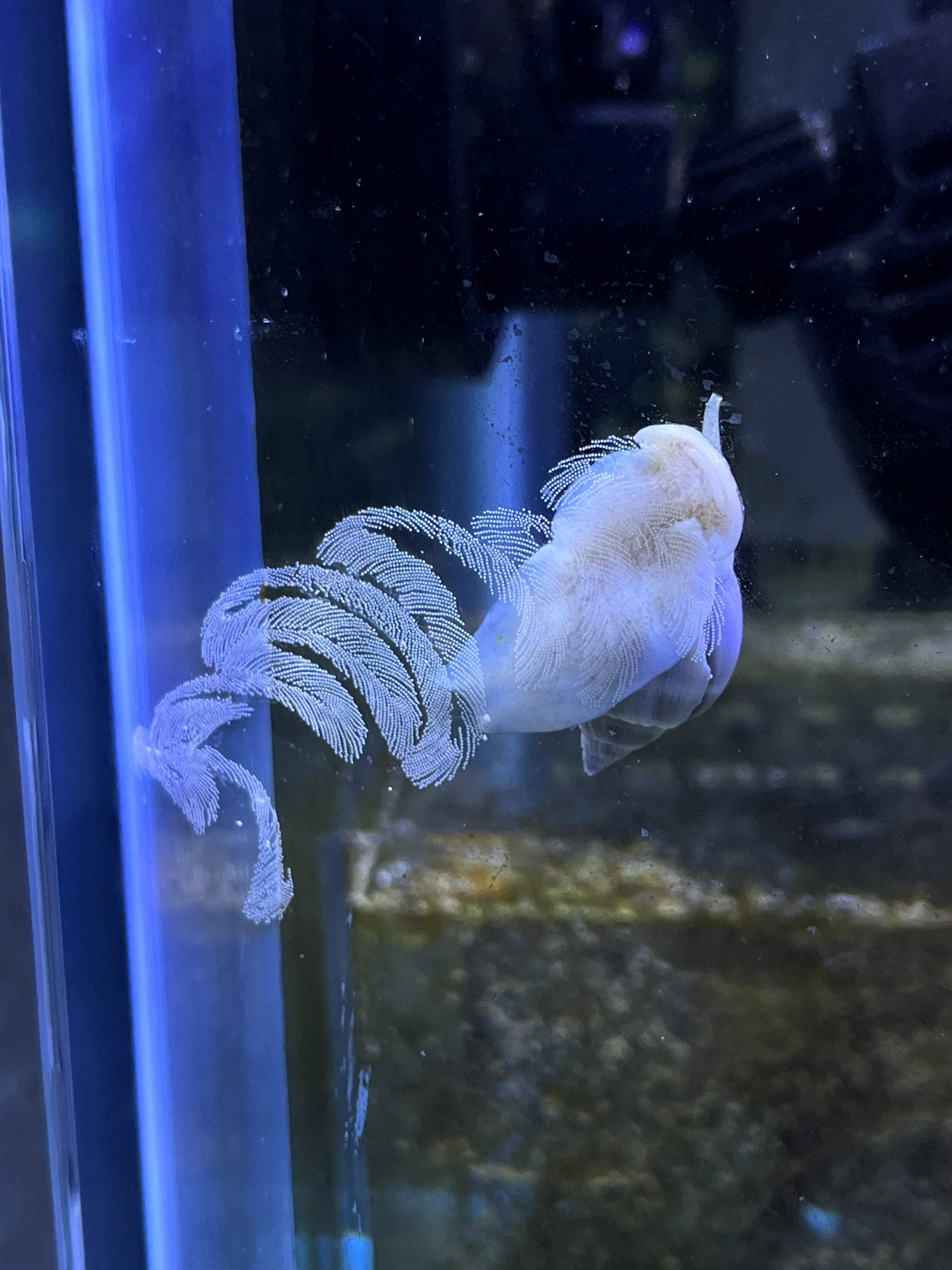 Berghia Nudibranch (Berghia stephanieae) — aiptasia-eating nudibranch