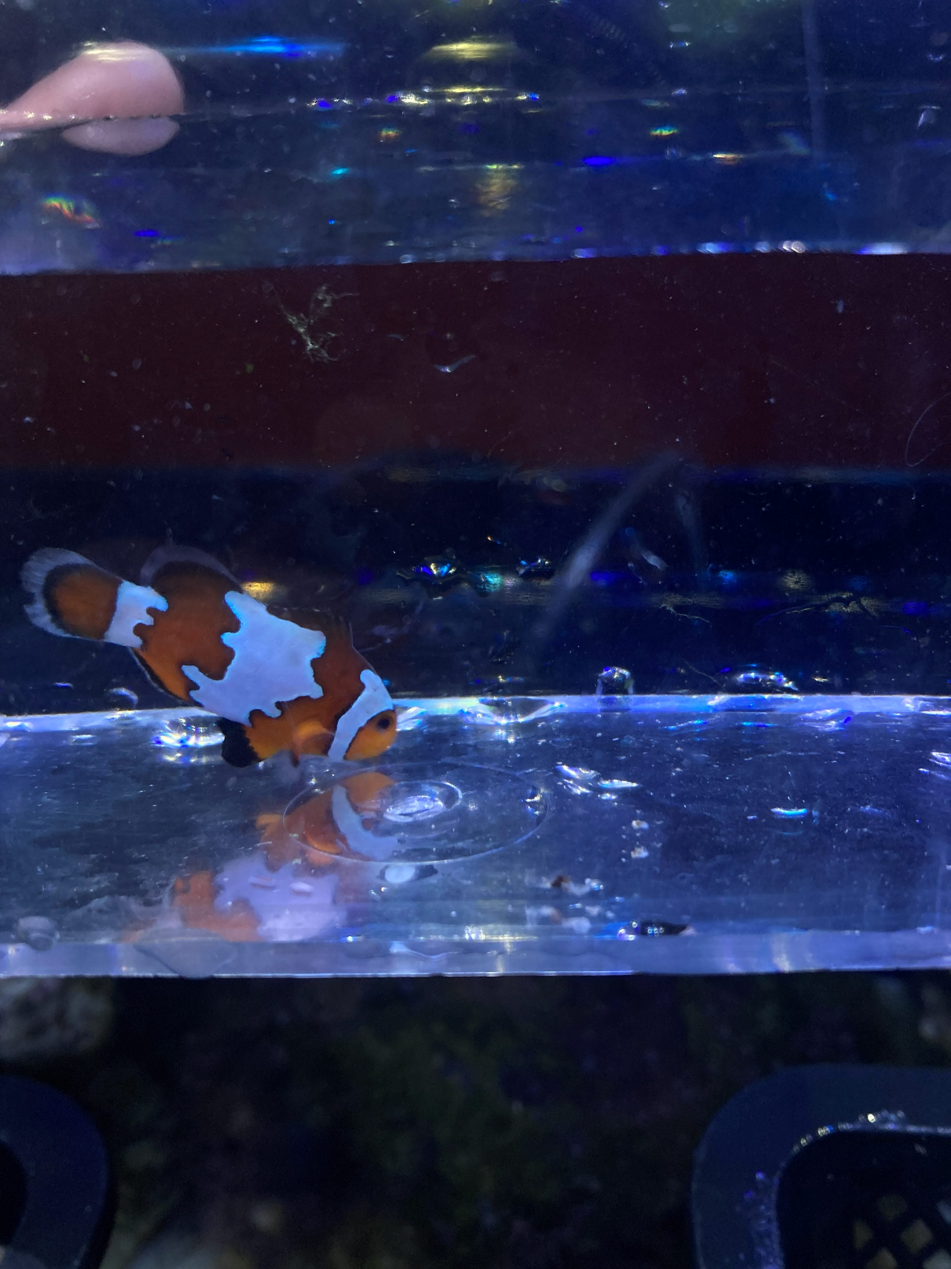 Ocellaris Clownfish