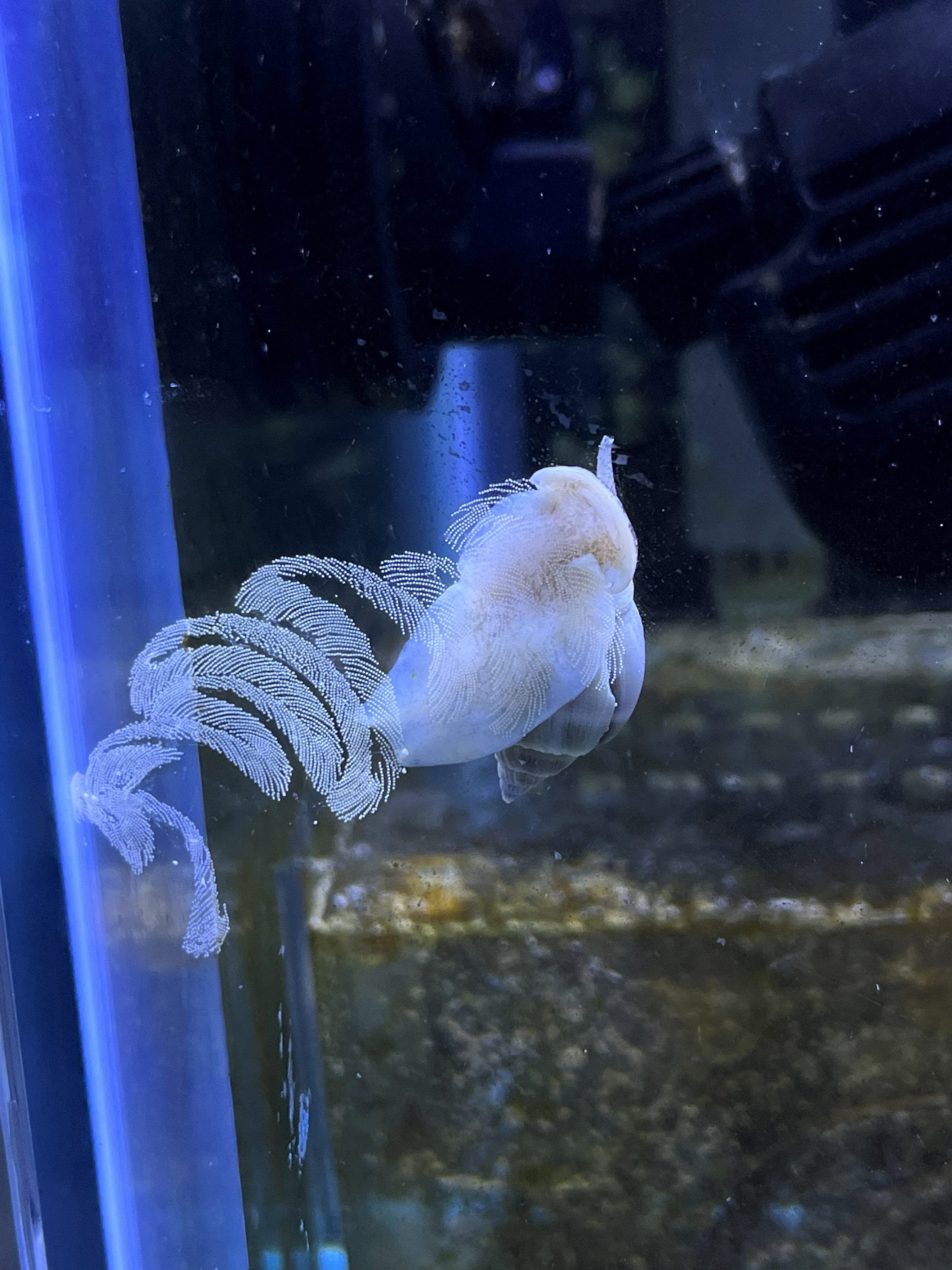 Berghia Nudibranch (Berghia stephanieae) — aiptasia-eating nudibranch