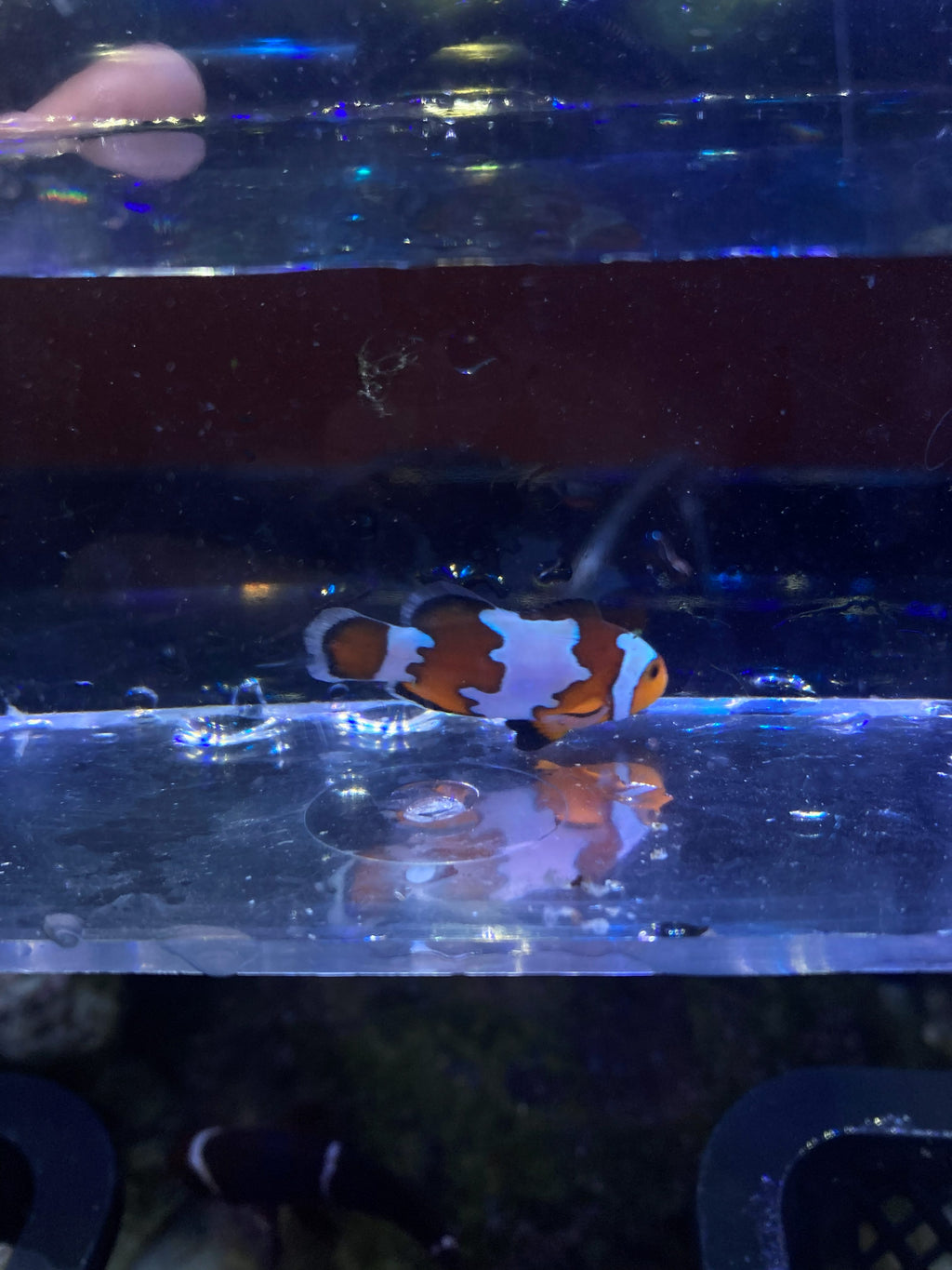 Ocellaris Clownfish
