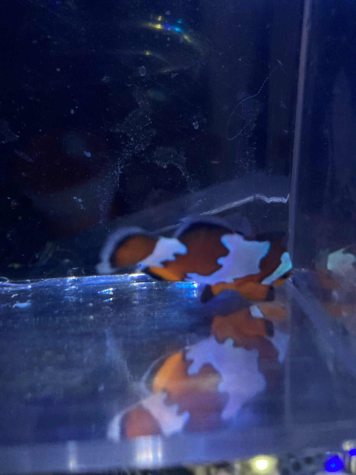 Ocellaris Clownfish (Amphiprion ocellaris)
