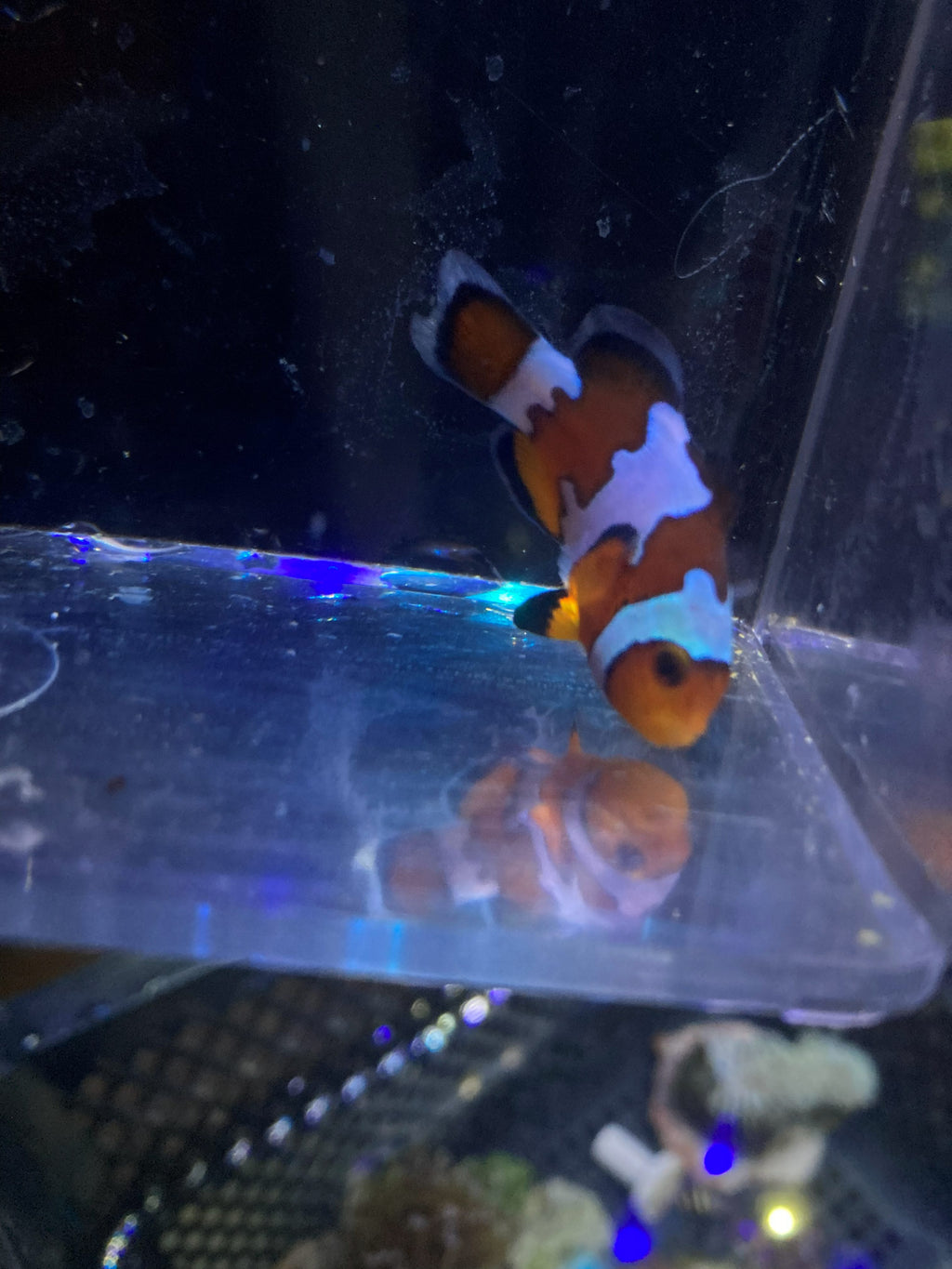 Ocellaris Clownfish (Amphiprion ocellaris)
