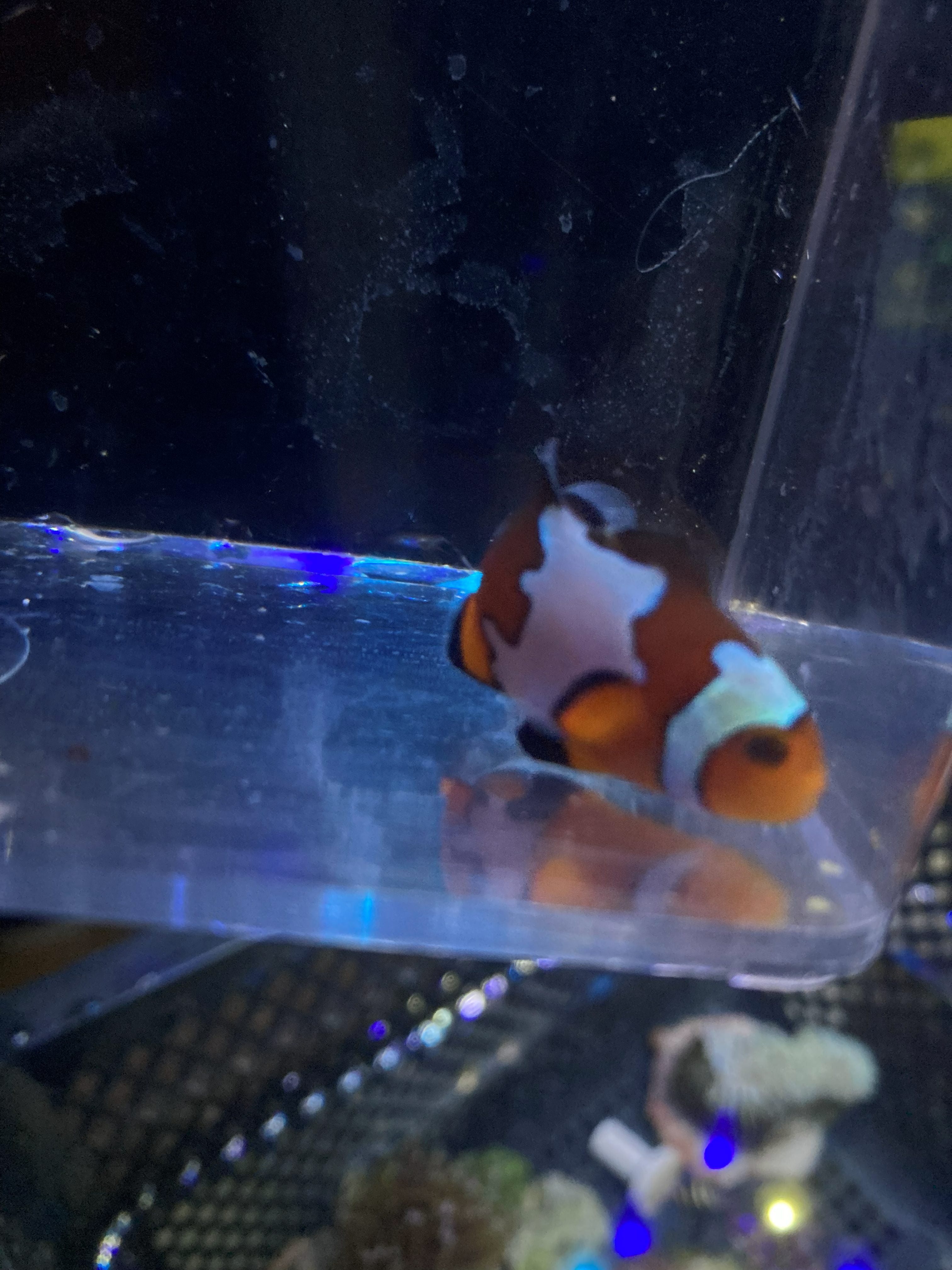 Ocellaris Clownfish (Amphiprion ocellaris)