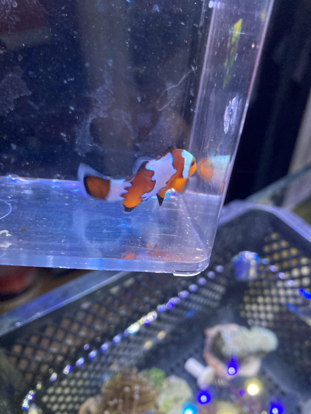 Ocellaris Clownfish (Amphiprion ocellaris)