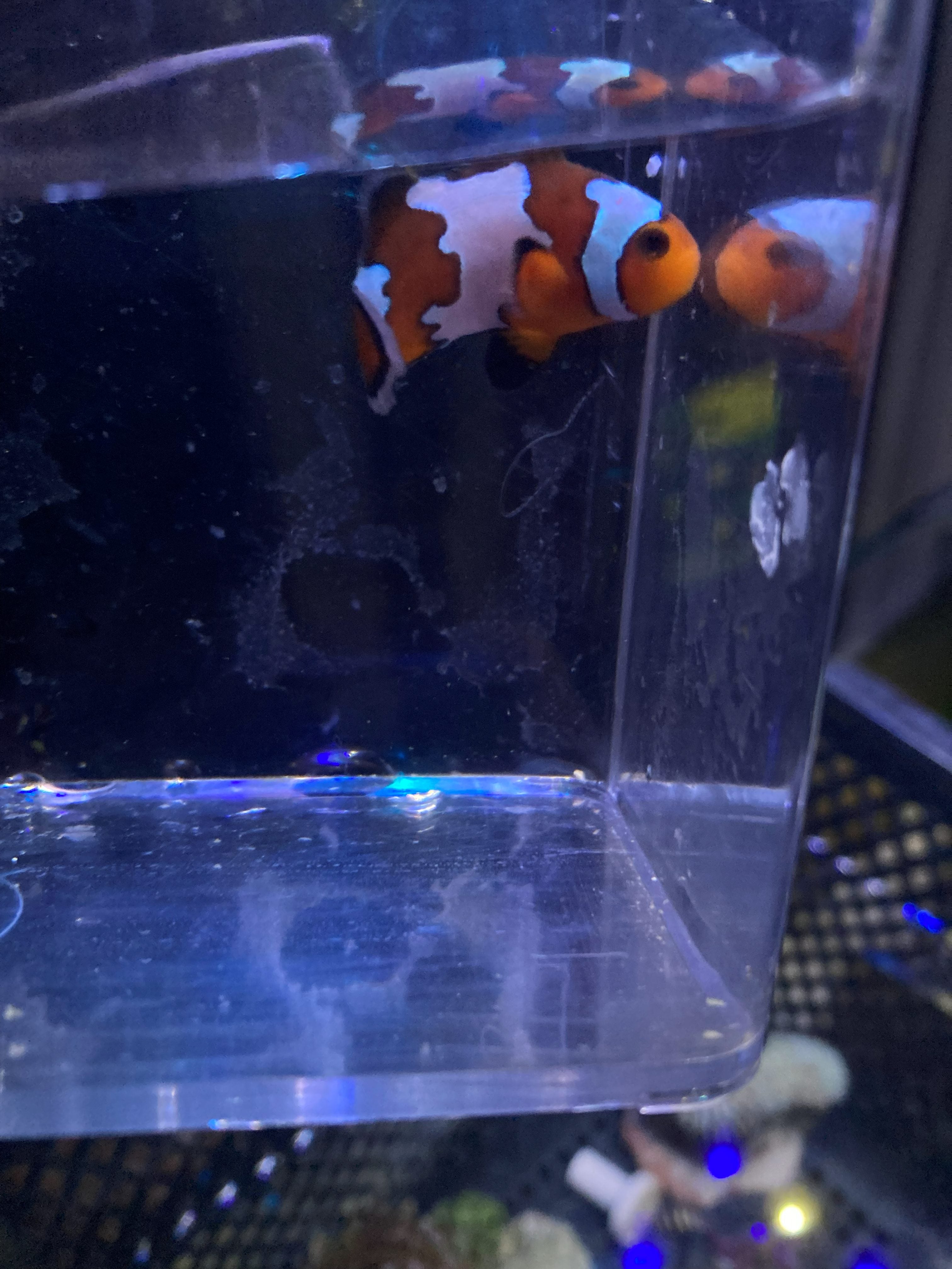 Ocellaris Clownfish (Amphiprion ocellaris)