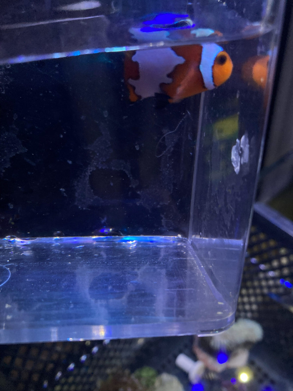 Ocellaris Clownfish (Amphiprion ocellaris)