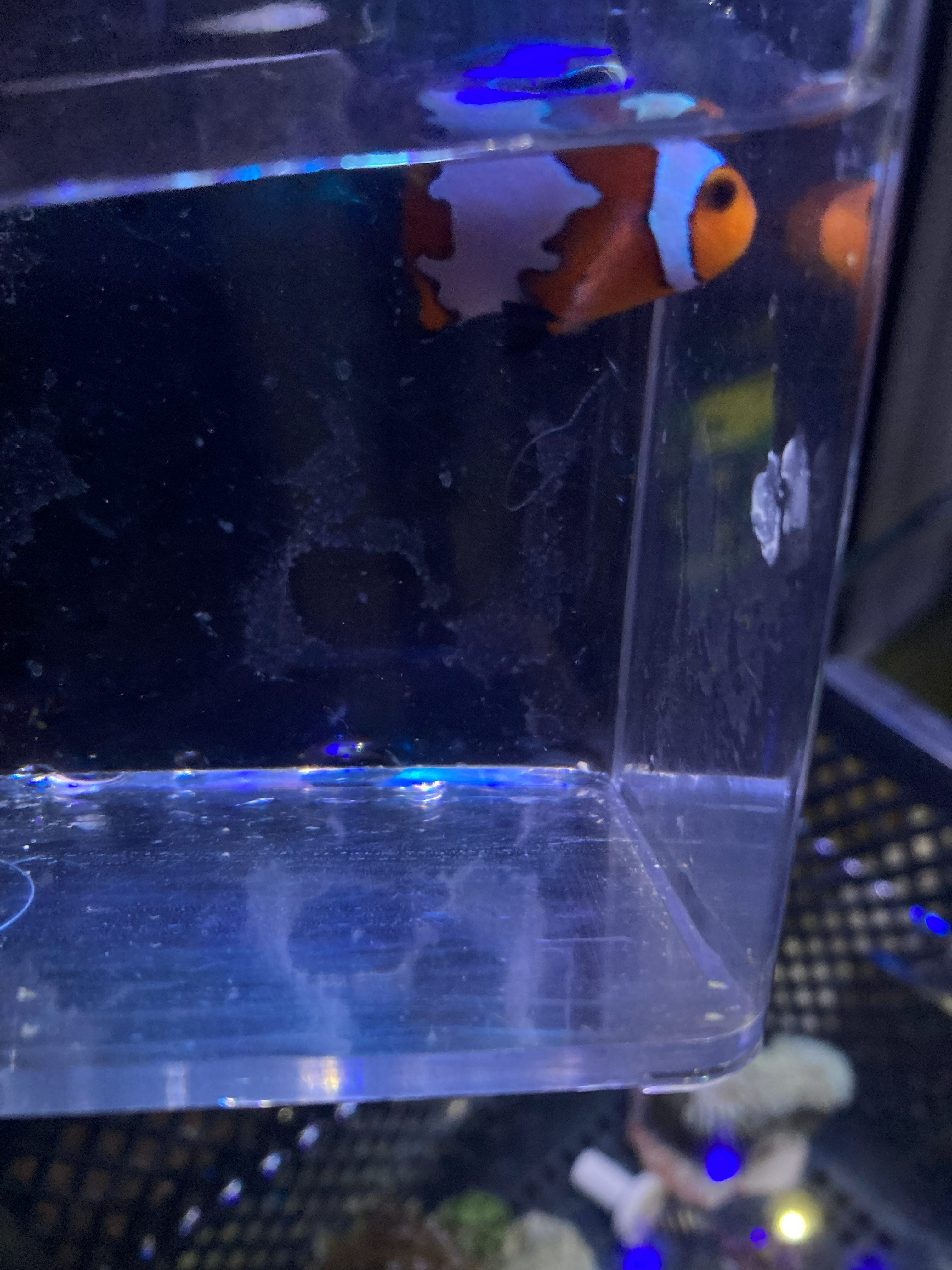 Ocellaris Clownfish (Amphiprion ocellaris)
