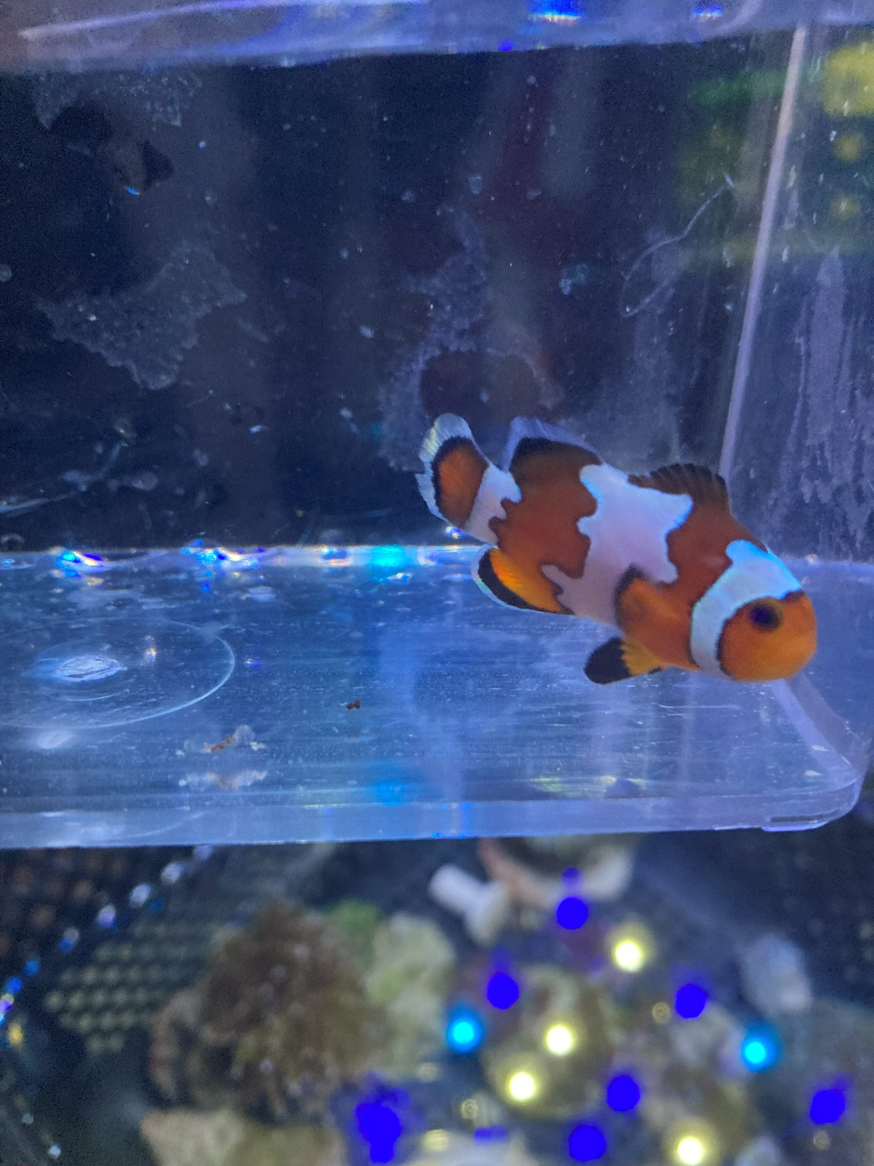 Ocellaris Clownfish (Amphiprion ocellaris)