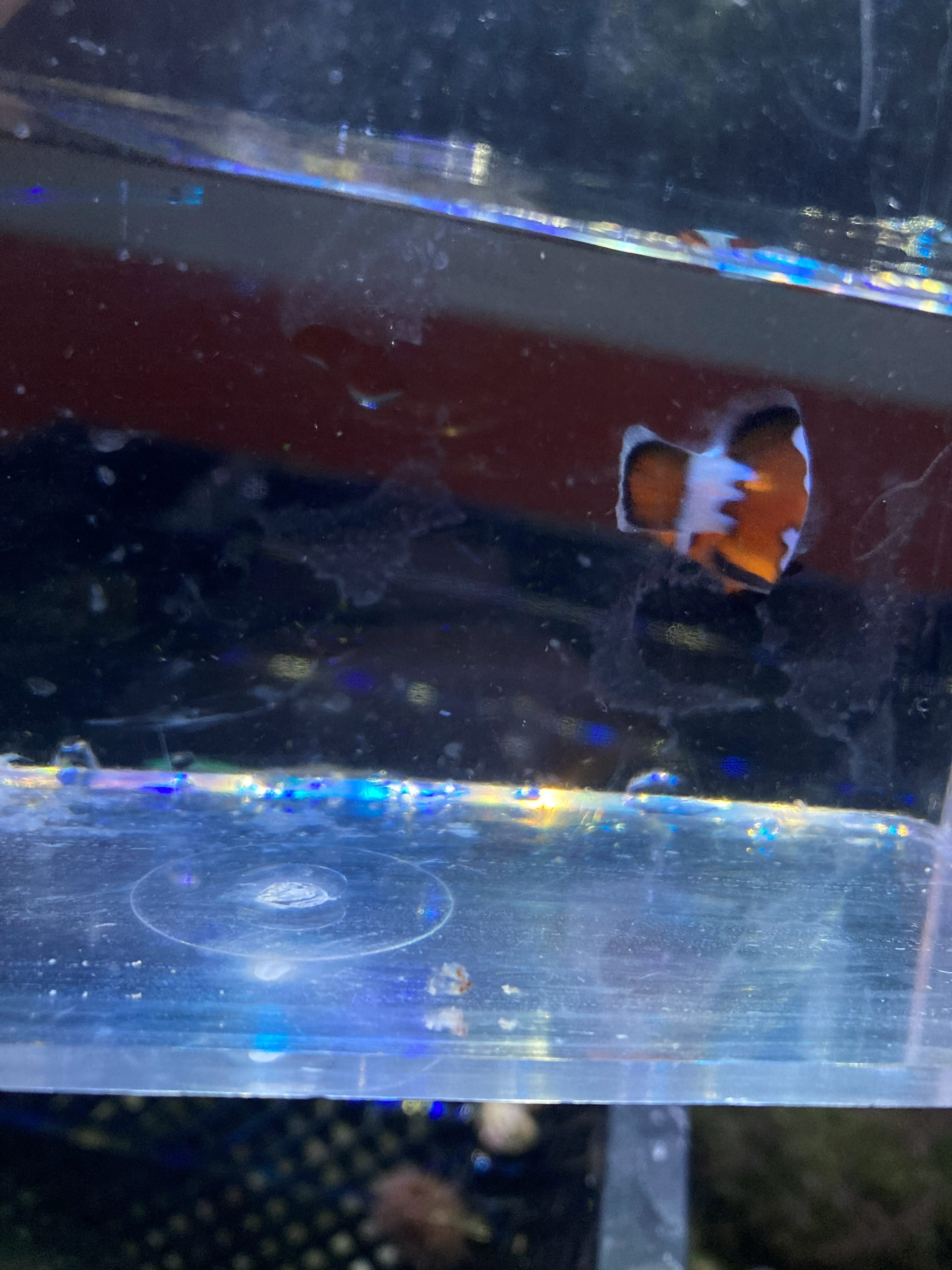 Ocellaris Clownfish (Amphiprion ocellaris)
