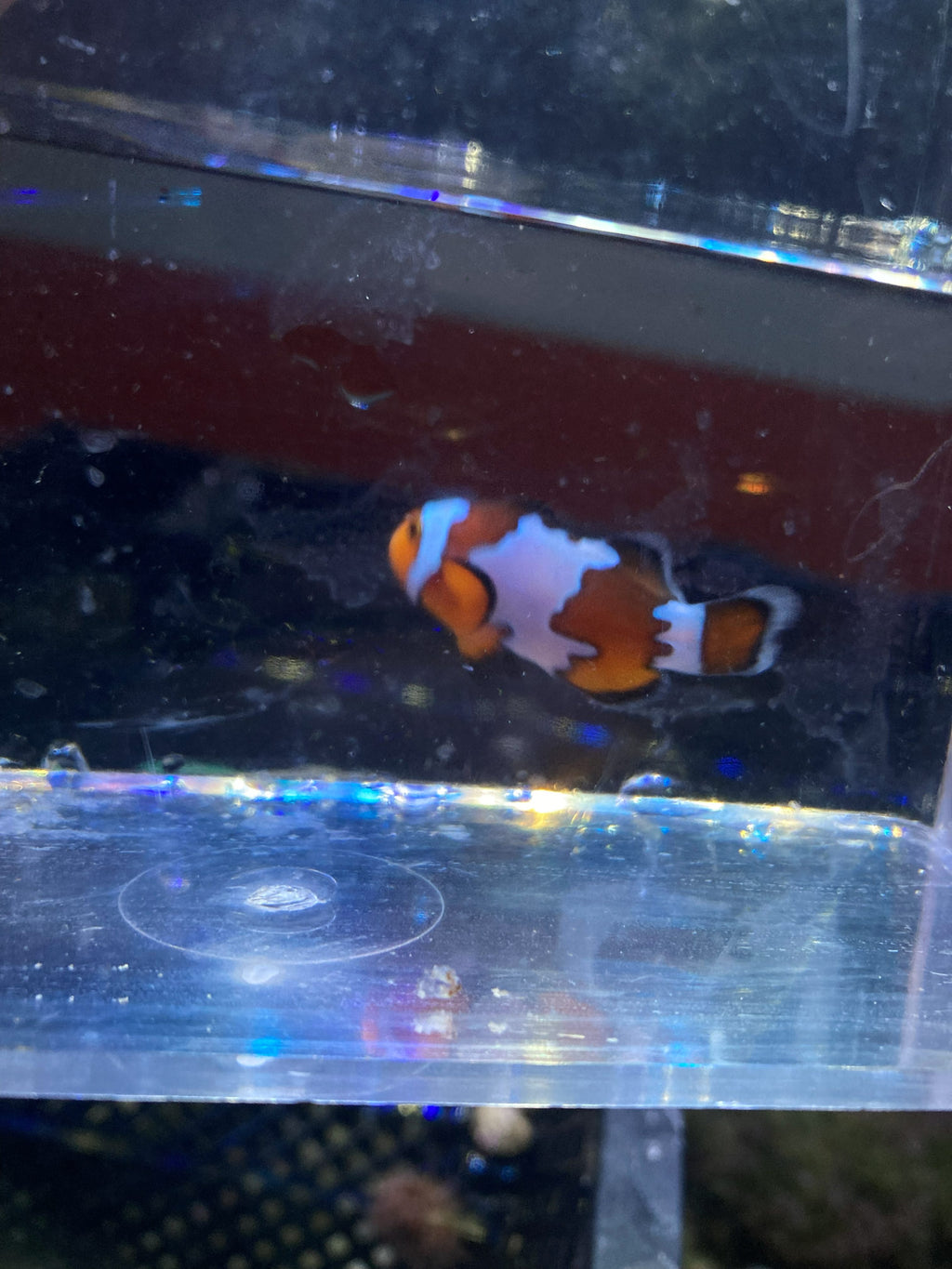Ocellaris Clownfish (Amphiprion ocellaris)