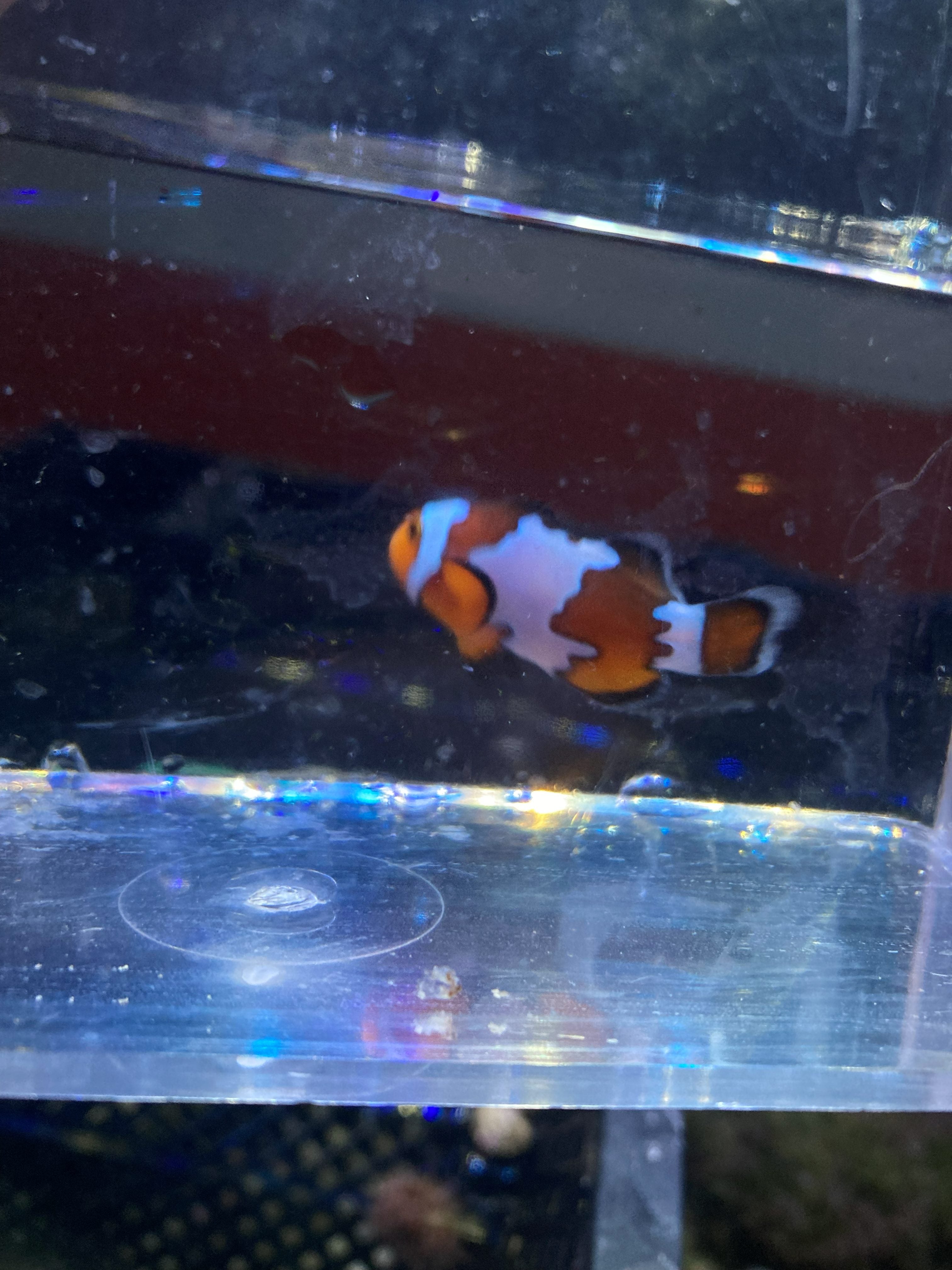 Ocellaris Clownfish (Amphiprion ocellaris)