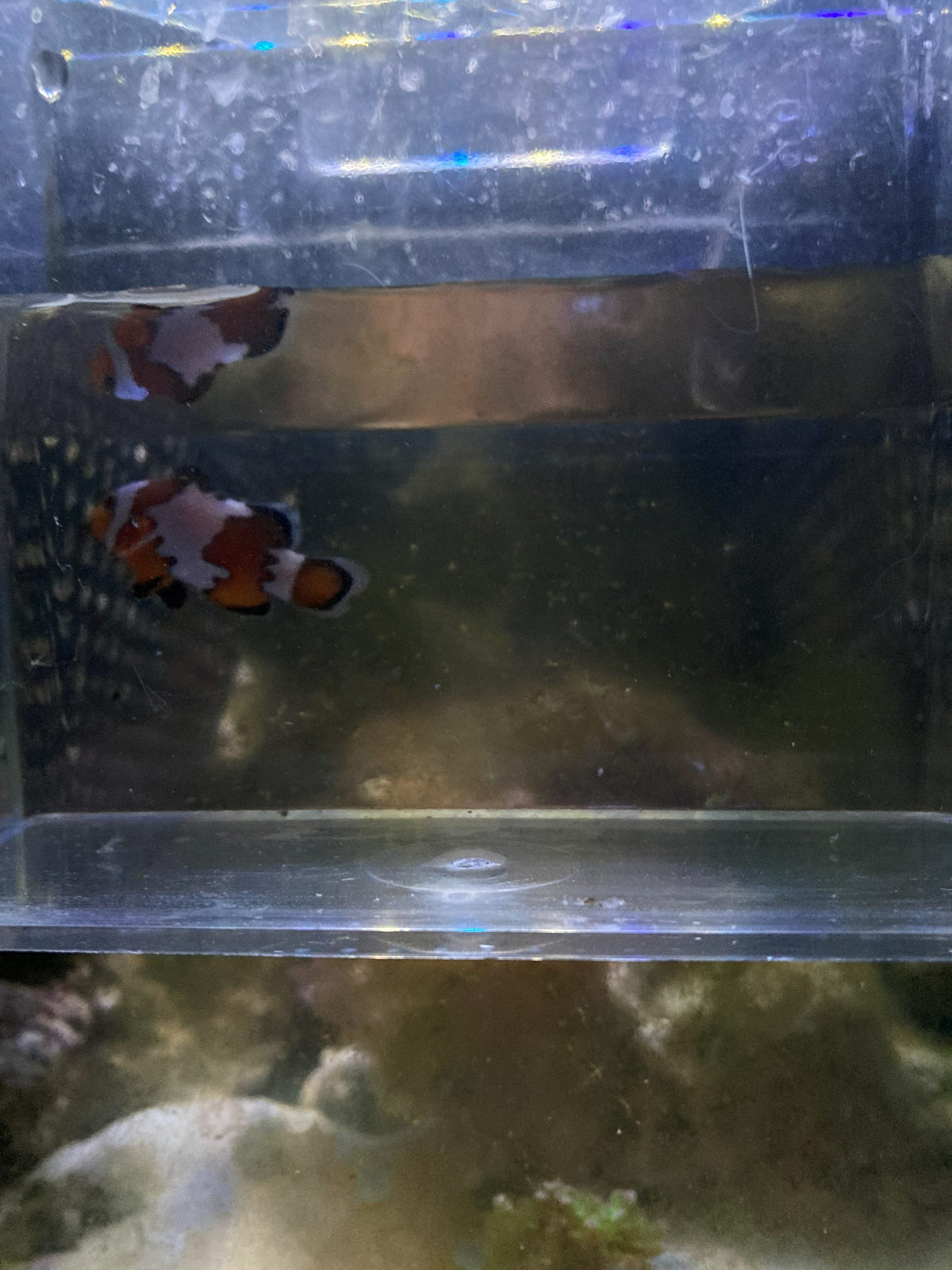 Ocellaris Clownfish (Amphiprion ocellaris)
