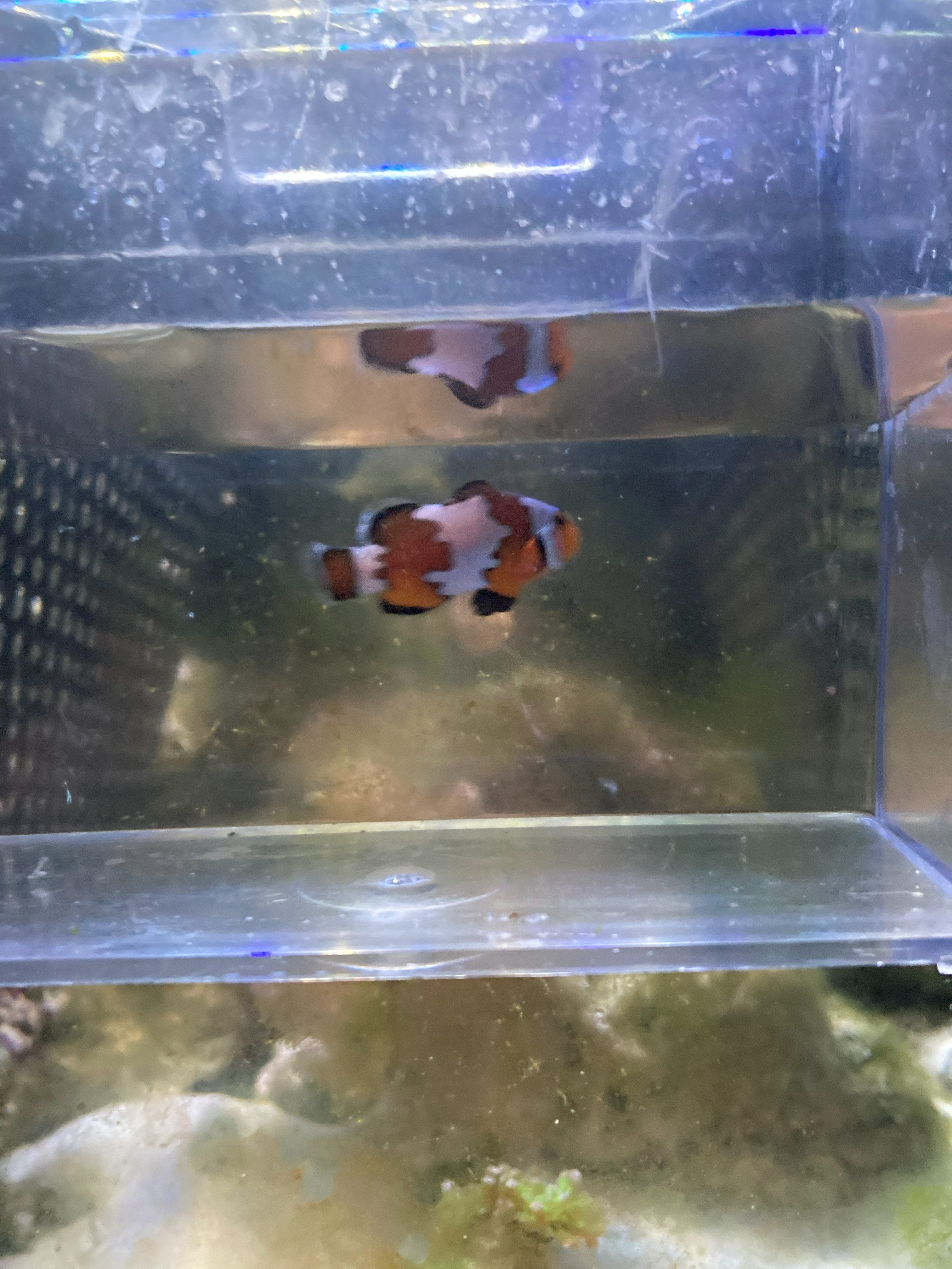 Ocellaris Clownfish (Amphiprion ocellaris)