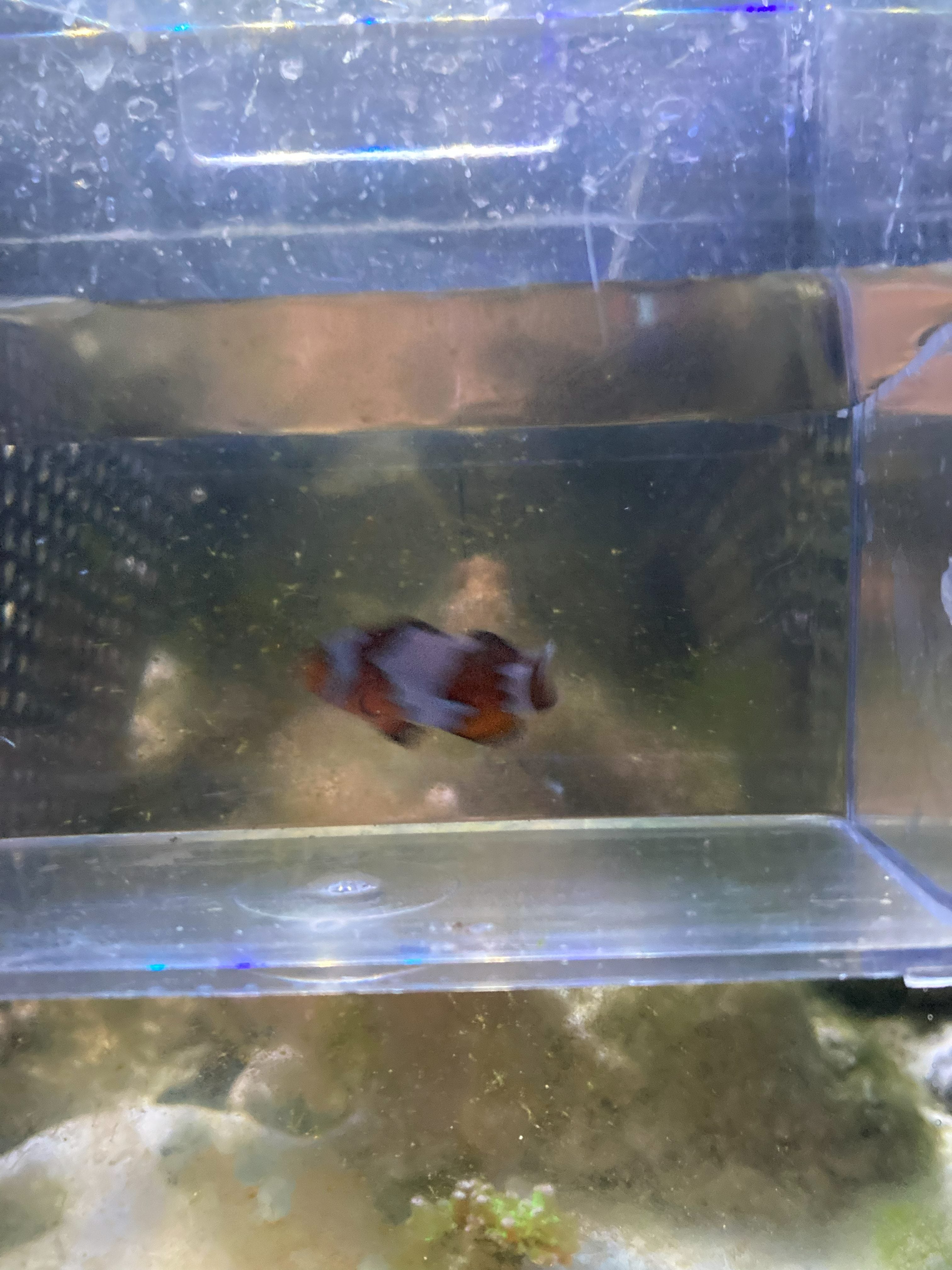 Ocellaris Clownfish (Amphiprion ocellaris)