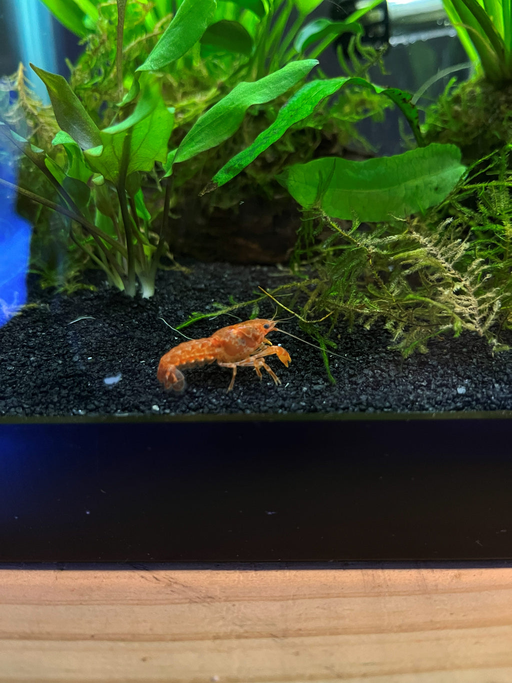 Tangerine Lobster Crayfish