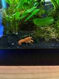 Tangerine Lobster Crayfish