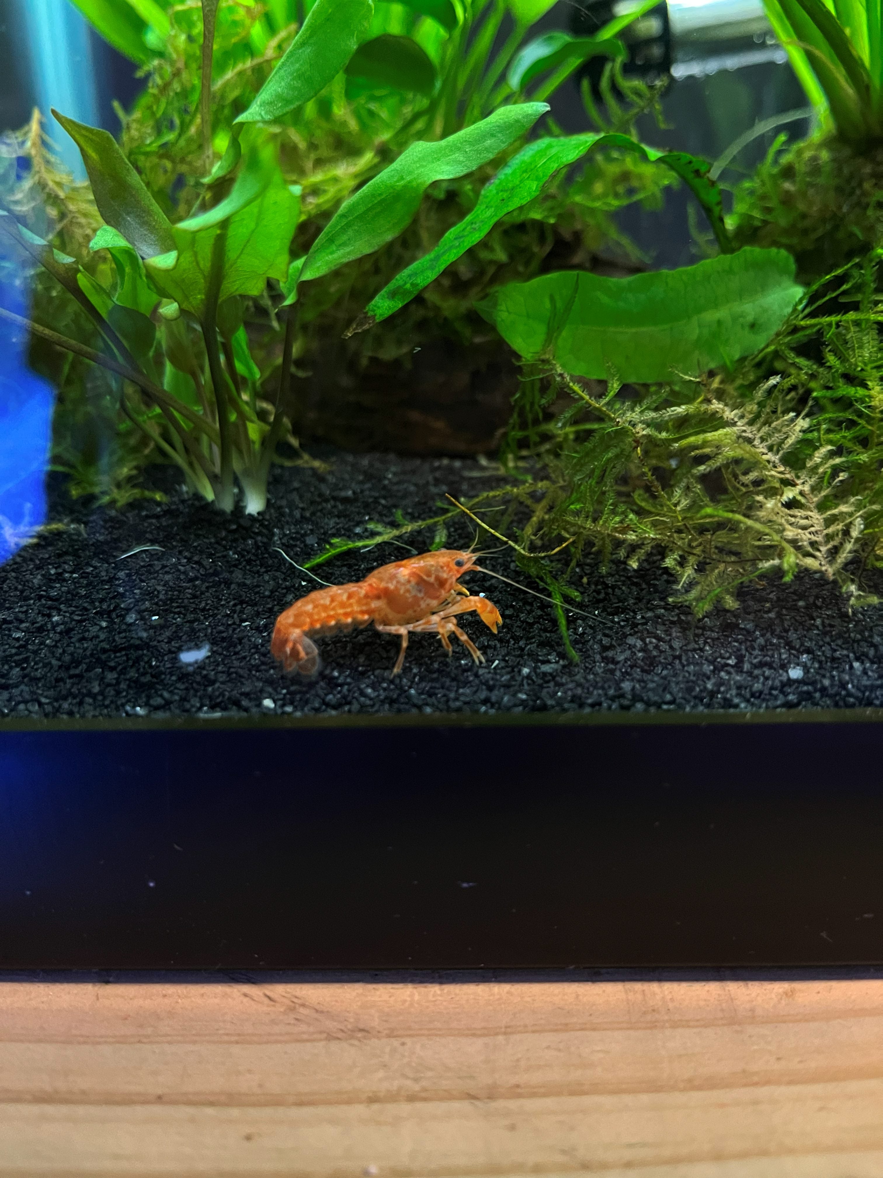 Tangerine Lobster Crayfish