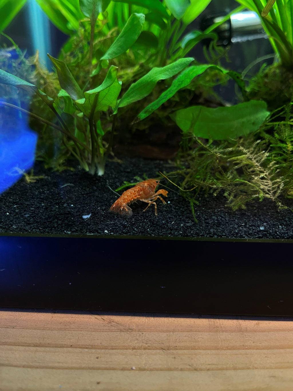 Tangerine Lobster Crayfish