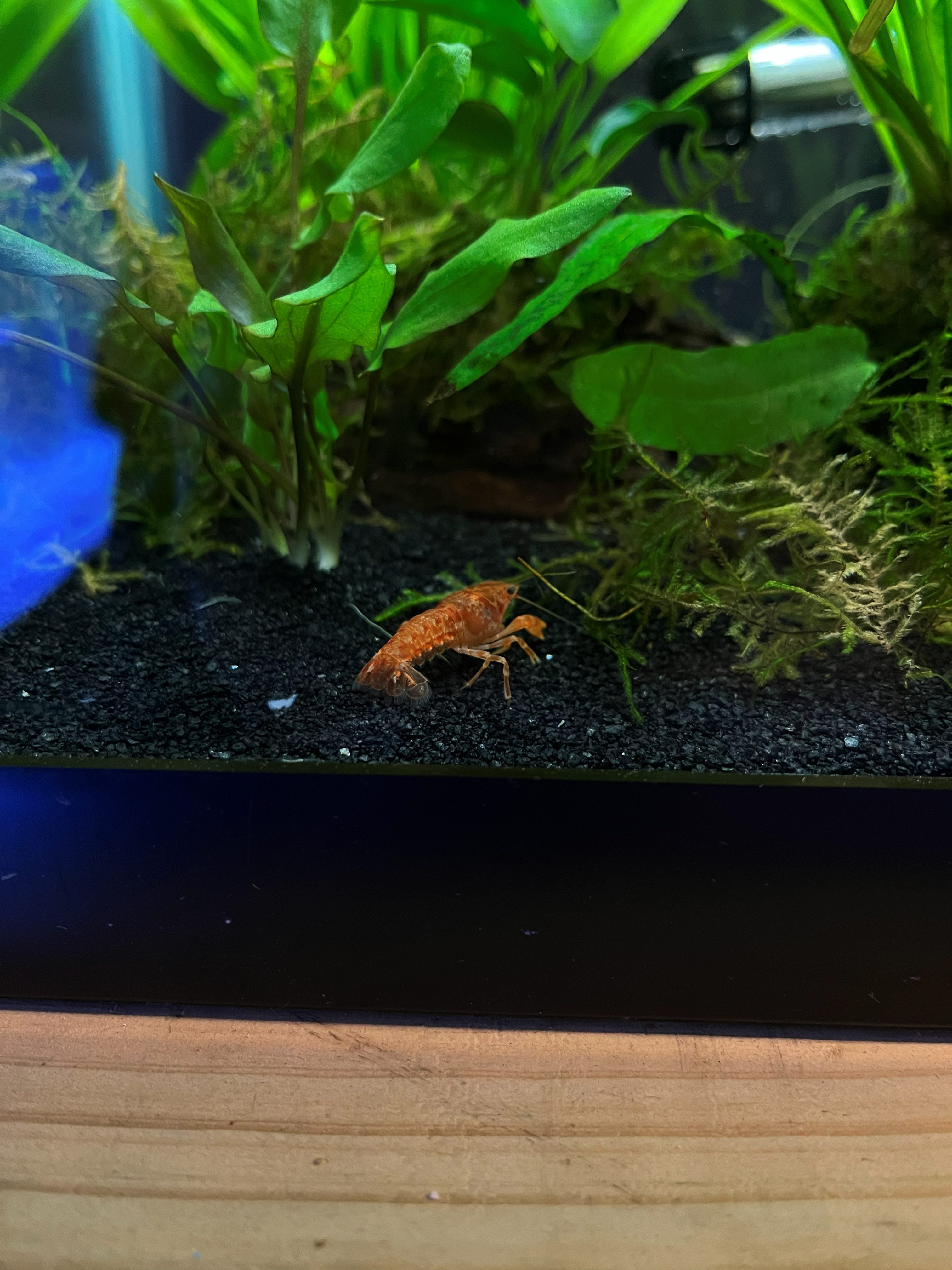 Tangerine Lobster Crayfish