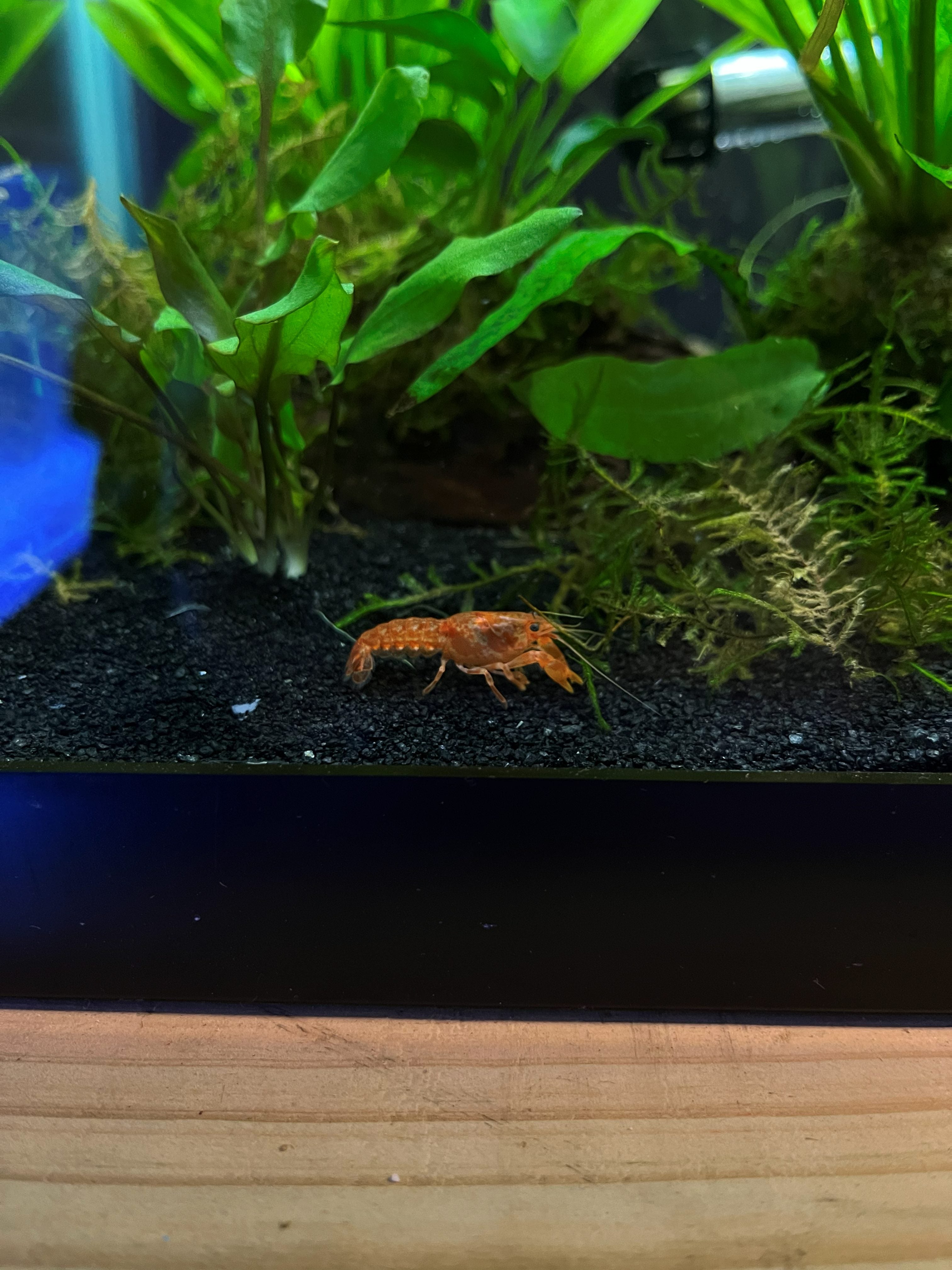 Tangerine Lobster Crayfish
